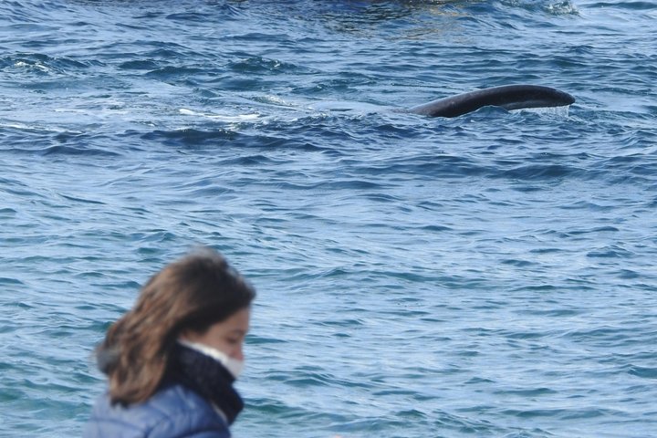 Whale Watching at El Doradillo Beach from Puerto Madryn