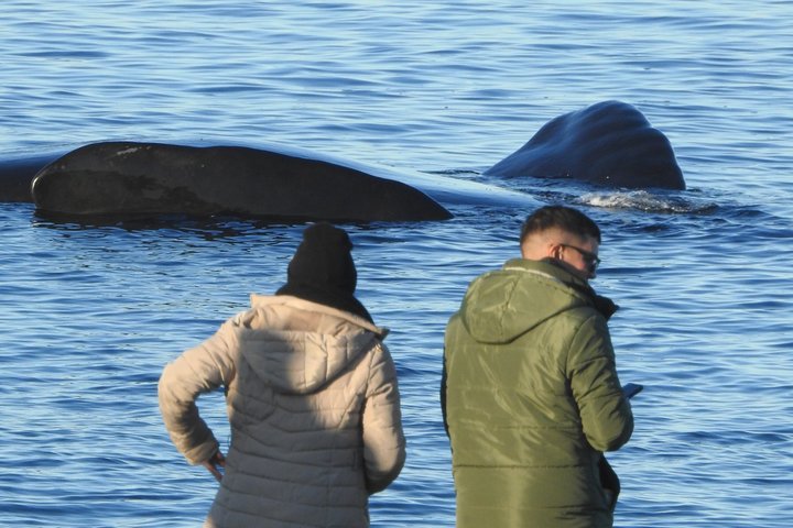 Whale Watching at El Doradillo Beach from Puerto Madryn