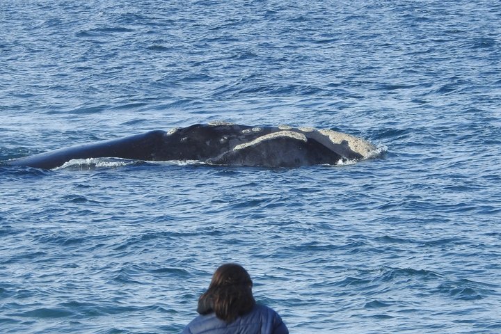 Whale Watching at El Doradillo Beach from Puerto Madryn