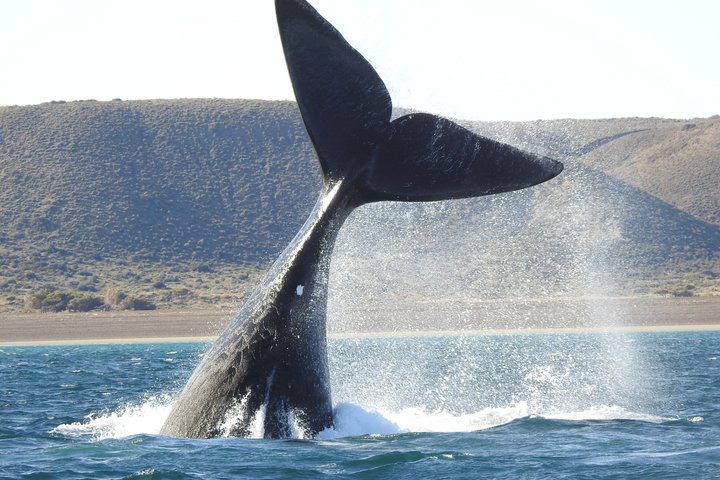 Whale Watching at El Doradillo Beach from Puerto Madryn