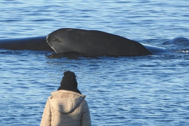 Whale Watching at El Doradillo Beach from Puerto Madryn