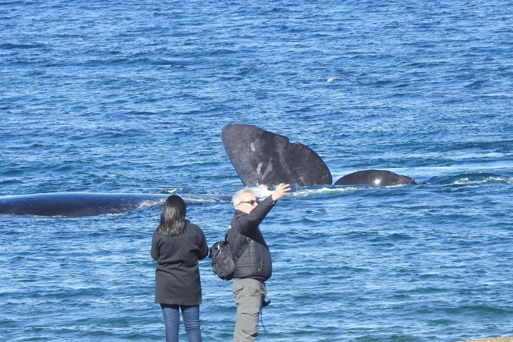 Whale Watching at El Doradillo Beach from Puerto Madryn