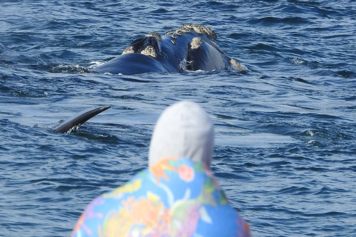 Whale Watching at El Doradillo Beach from Puerto Madryn