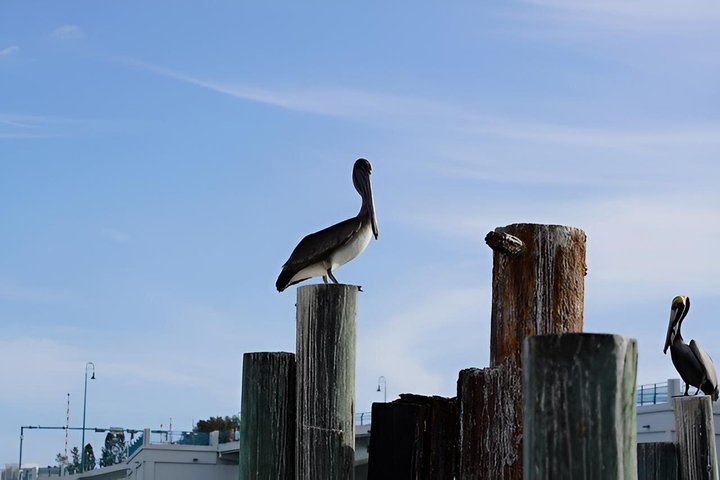 Tropical Buffet Cruise in Clearwater Beach