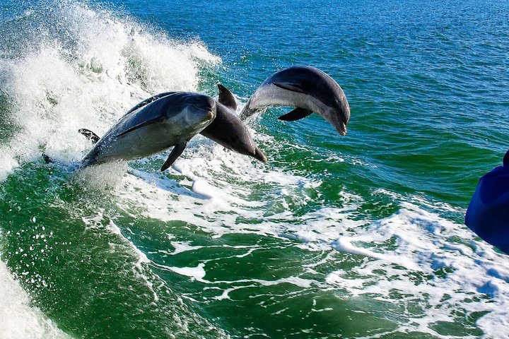 Dolphin Racer Adventure Cruise in St. Pete