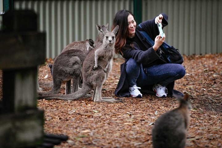 Blue Mountains Small Group All Inclusive with Local Guide