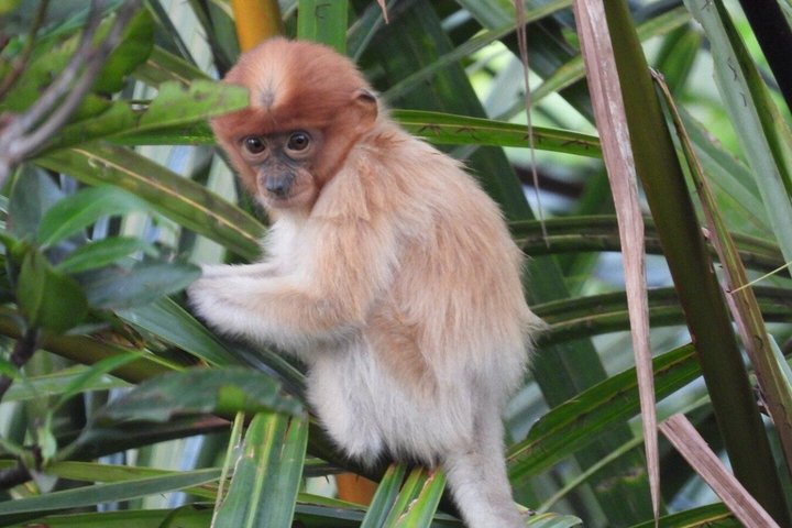 Bongawan River Cruise Proboscis Monkey, SkyMirror, Fireflies