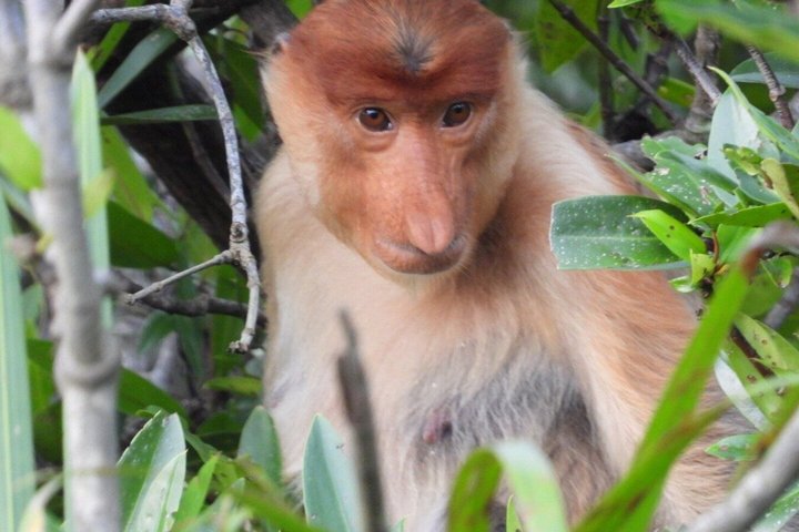 Bongawan River Cruise Proboscis Monkey, SkyMirror, Fireflies