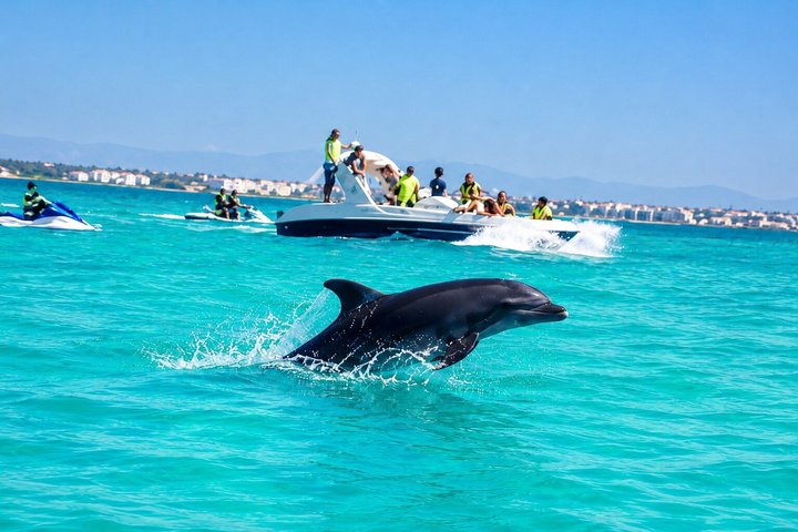 1h30 Sea Trip with Swimming and Dolphin Watching