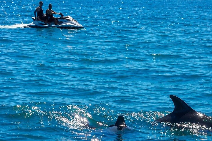 1h30 Sea Trip with Swimming and Dolphin Watching