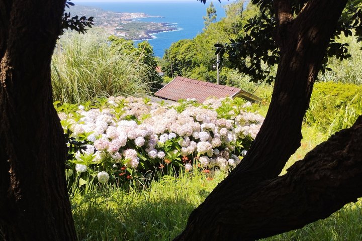 Pico Grand Tour: Volcanoes, UNESCO Vineyards & Local Culture