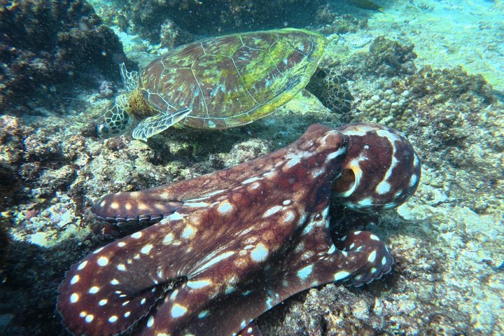 Snorkeling in Daymaniat Island