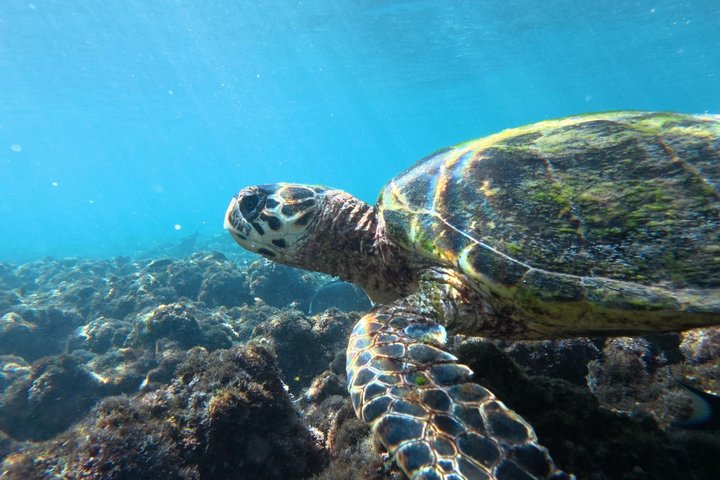 Snorkeling in Daymaniat Island