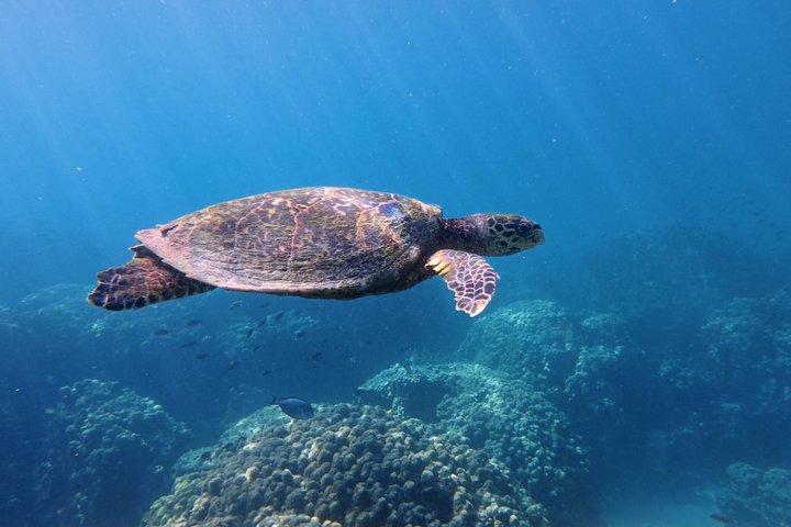 Snorkeling in Daymaniat Island