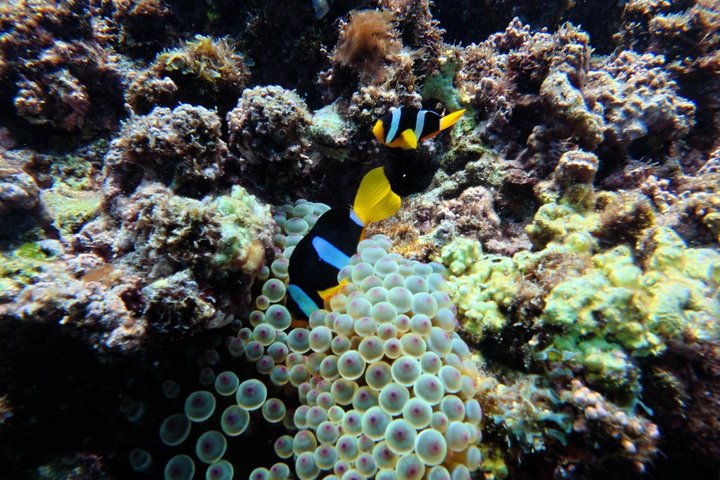 Snorkeling in Daymaniat Island