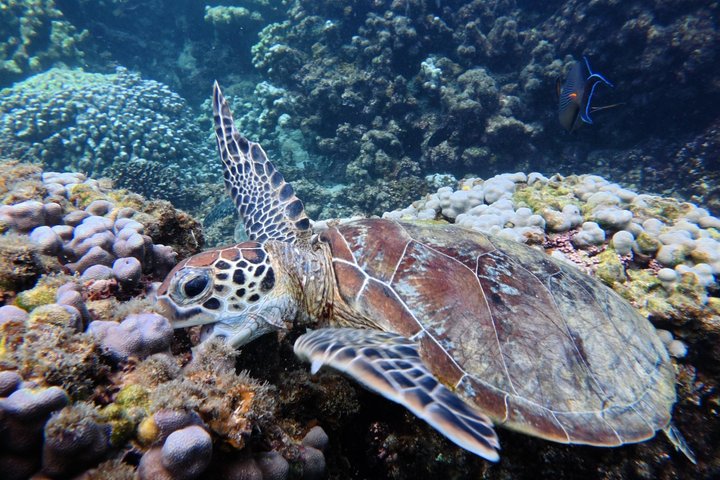 Snorkeling in Daymaniat Island