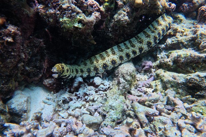 Snorkeling in Daymaniat Island