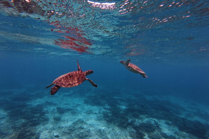 Snorkeling in Daymaniat Island