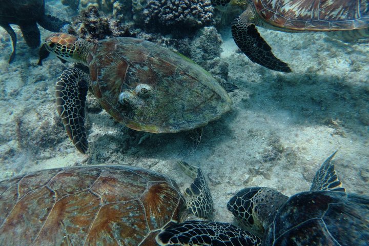 Snorkeling in Daymaniat Island