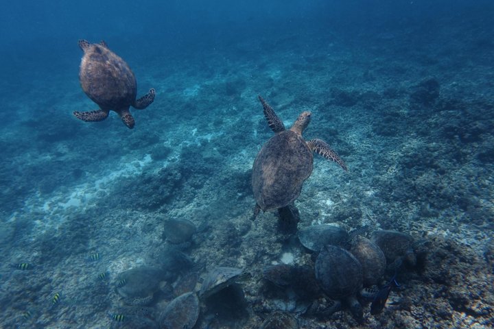 Snorkeling in Daymaniat Island