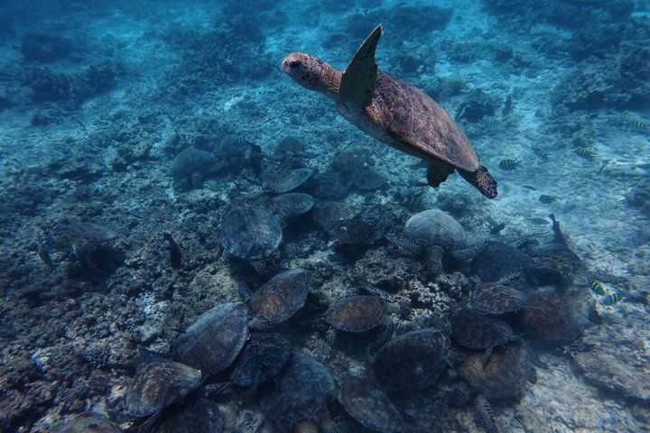 Snorkeling in Daymaniat Island