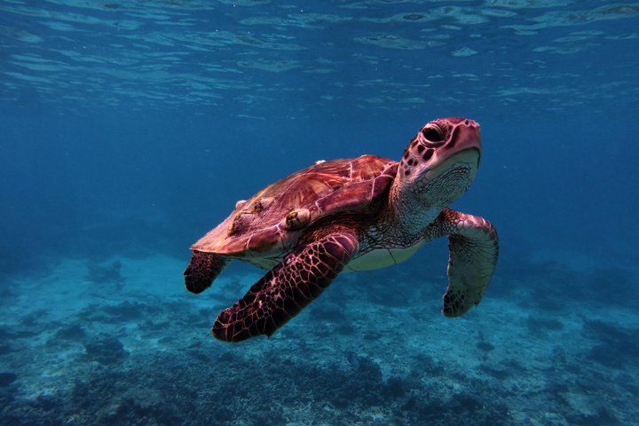 Snorkeling in Daymaniat Island
