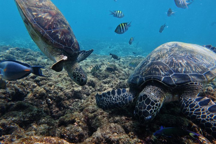 Snorkeling in Daymaniat Island