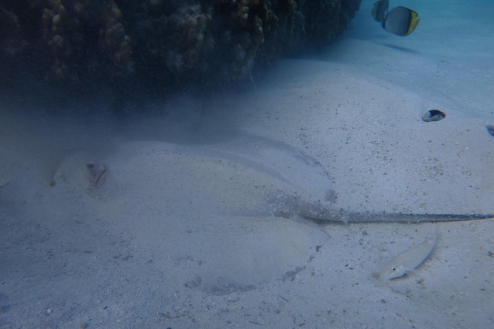 Snorkeling in Daymaniat Island