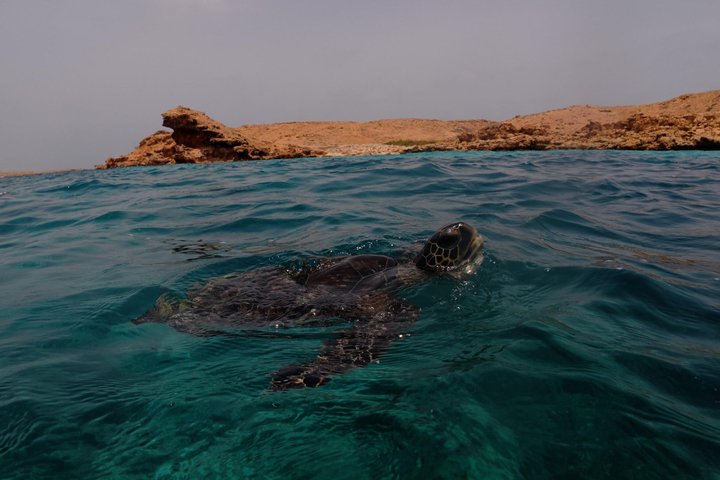 Snorkeling in Daymaniat Island