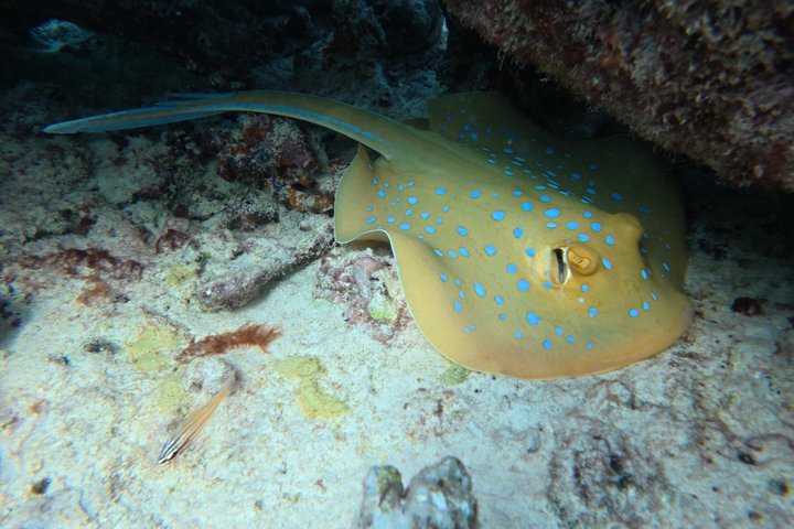 Snorkeling in Daymaniat Island
