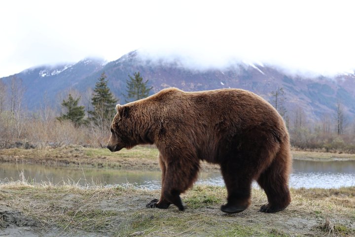 Seward Cruise Transfer with Wildlife & Scenic Tour to Anchorage