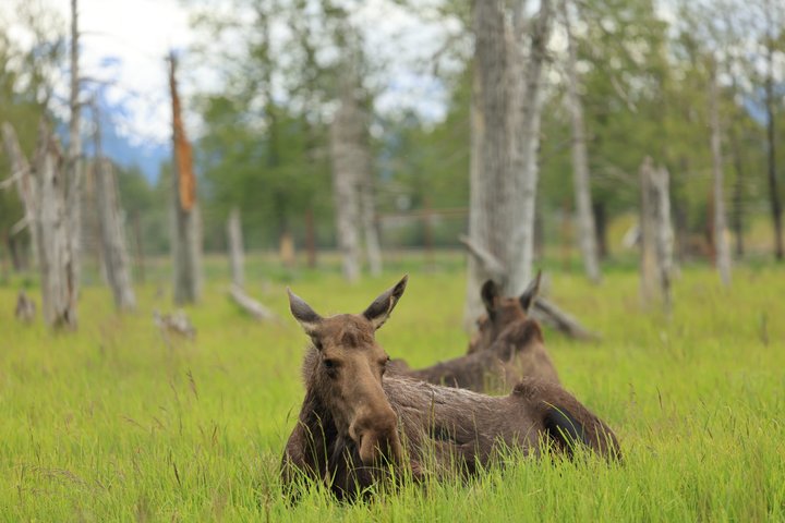 Seward Cruise Transfer with Wildlife & Scenic Tour to Anchorage