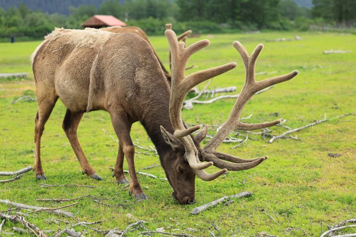 Seward Cruise Transfer with Wildlife & Scenic Tour to Anchorage