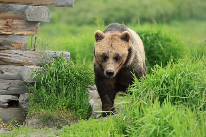 Seward Cruise Transfer with Wildlife & Scenic Tour to Anchorage