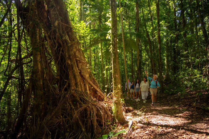 Rainforest to Reef Guided Bushwalk Adventure Airlie Beach
