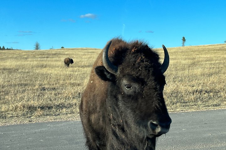 Mt Rushmore, Crazy Horse and Custer State Park Wildlife Loop Tour