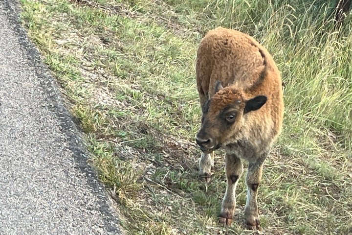 Mt Rushmore, Crazy Horse and Custer State Park Wildlife Loop Tour