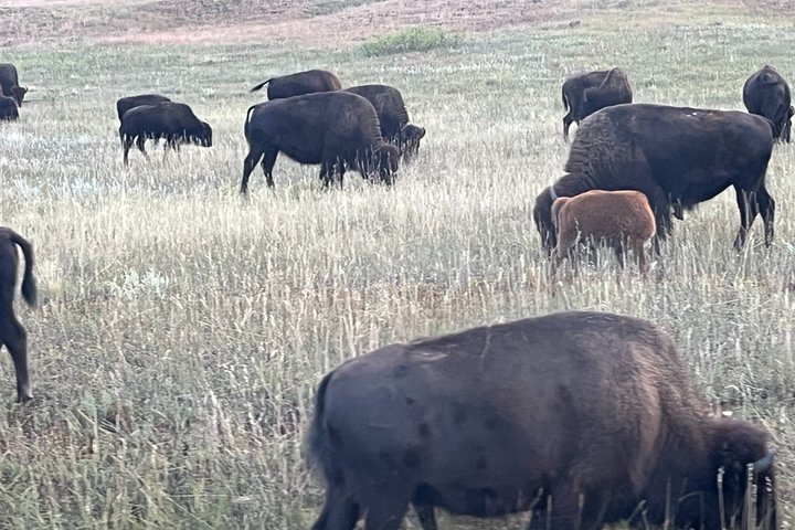 Mt Rushmore, Crazy Horse and Custer State Park Wildlife Loop Tour