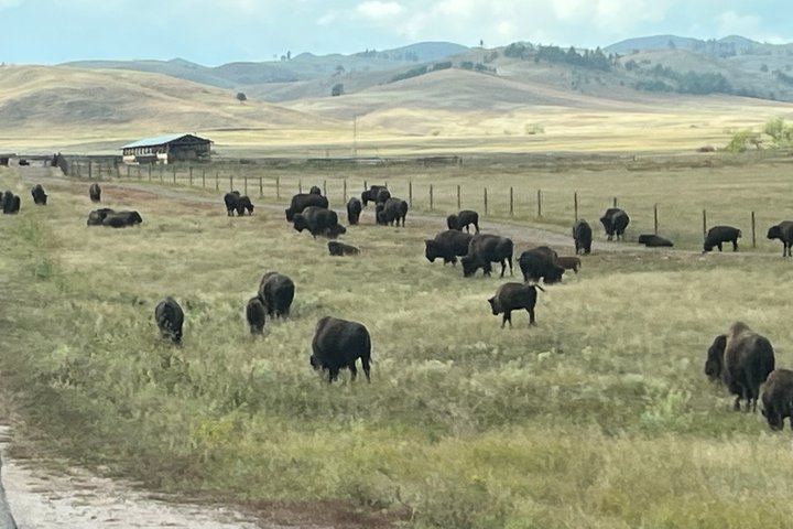Mt Rushmore, Crazy Horse and Custer State Park Wildlife Loop Tour