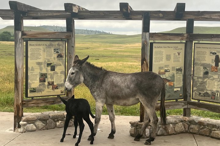 Mt Rushmore, Crazy Horse and Custer State Park Wildlife Loop Tour
