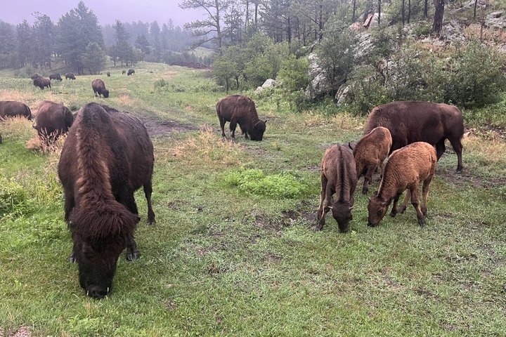 Mt Rushmore, Crazy Horse and Custer State Park Wildlife Loop Tour