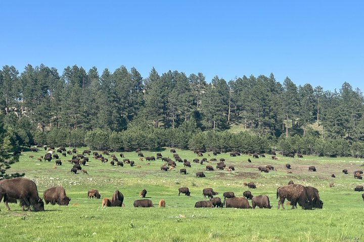 Mt Rushmore, Crazy Horse and Custer State Park Wildlife Loop Tour