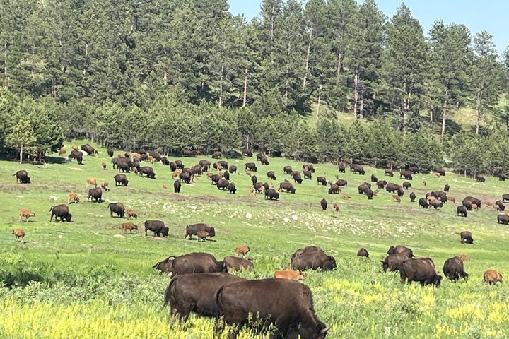 Mt Rushmore, Crazy Horse and Custer State Park Wildlife Loop Tour
