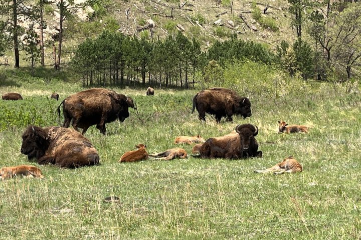Mt Rushmore, Crazy Horse and Custer State Park Wildlife Loop Tour