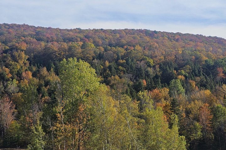 Shared Foliage Trolley Tour