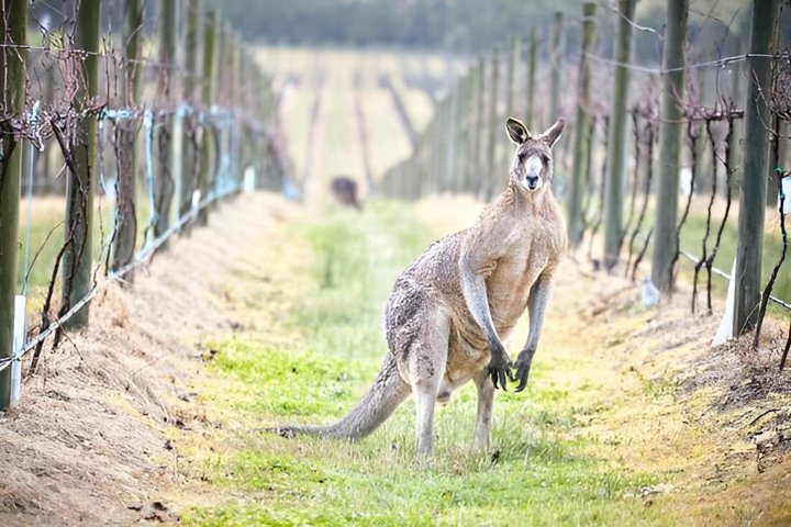 Ultimate Yarra Valley Chandon, Soumah & De Bortoli Cheese & Wine