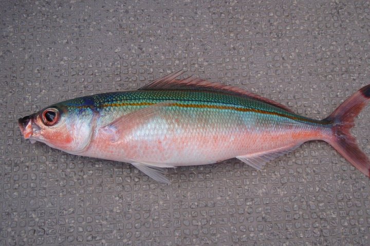 Authentic Okinawan Fishing Experience with Locals