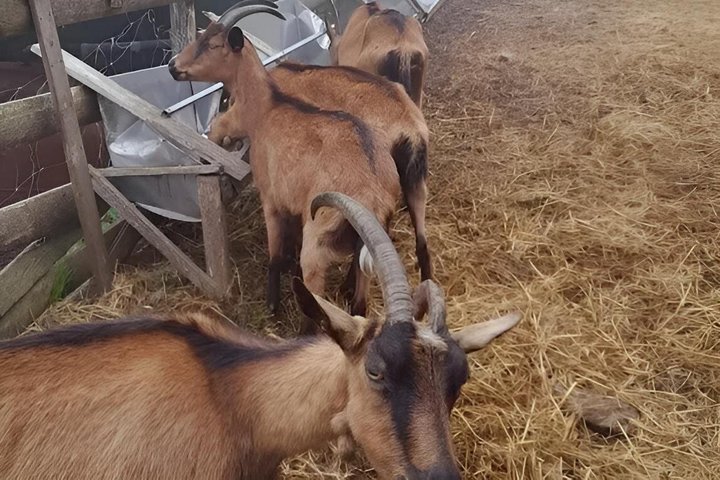 Taste Elba: Organic Food, Wine & Sea Views