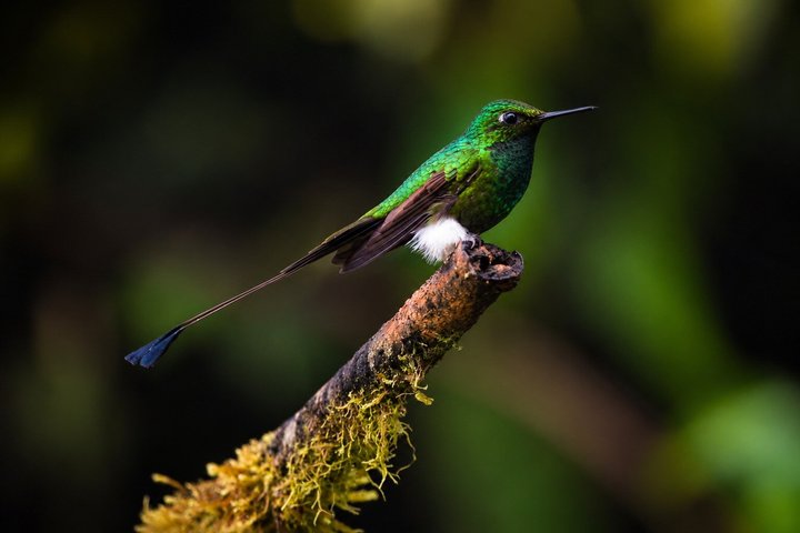 Mindo Cloud Forest: Hummingbirds, Birding & Waterfall Tour