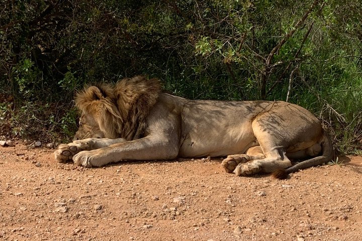 Addo Elephant National Park Private Tour